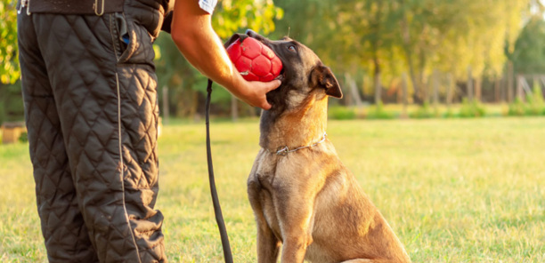 训练马犬的方法大全-马犬训练科目全集教程 训练马犬的方法大全-马犬训练科目全集教程