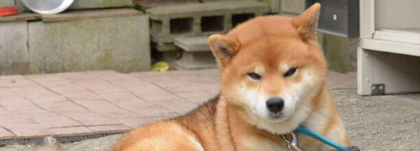 柴犬为什么对人笑-柴犬把你当主人的表现