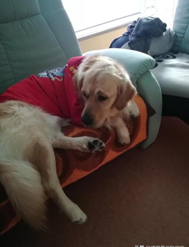 你喜欢狗做宠物吗-柴犬报复主人的表现
