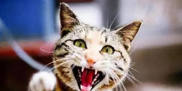 被猫抓了怎么判断没事-猫抓了手指上没出血会不会的狂犬病