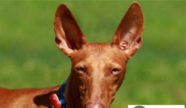 法老王猎犬7000元贵吗-全国十大最贵的犬排名