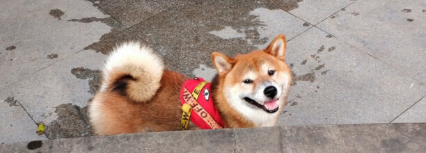 柴犬好养吗柴犬优缺点分析