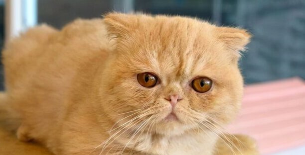 宠物猫的品种价格排行-口碑最好的宠物猫排行榜