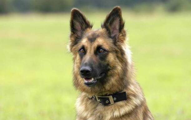 喜乐蒂牧羊犬3000元贵吗-小型牧羊犬品种 喜乐蒂牧羊犬3000元贵吗-小型牧羊犬品种