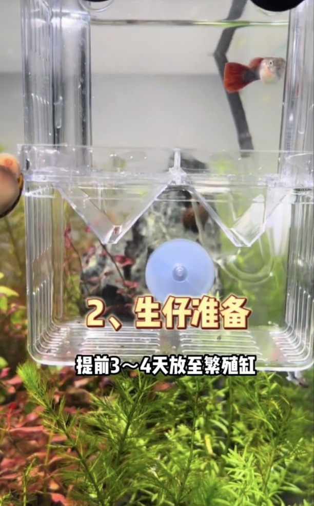 孔雀鱼繁殖详细步骤与方法-孔雀鱼繁殖时间多长