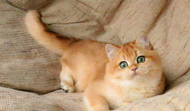 猫咪什么时候可以驱虫-母猫多久可以驱虫