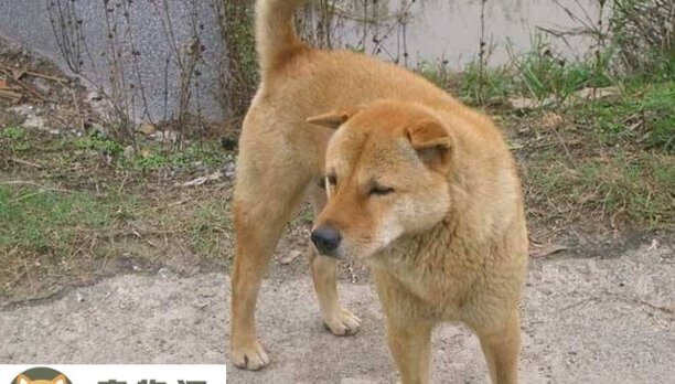 常见的伴侣犬有哪些-在家做伴侣犬该怎麼挑选