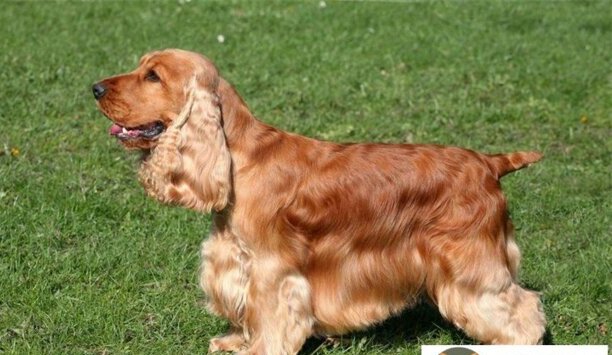 2023年可卡犬价格一览表-可卡和泰迪区别