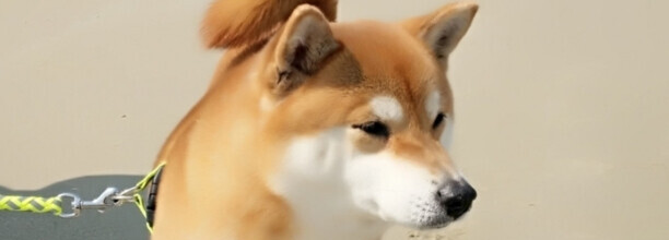 养只柴犬需要注意哪些方面-日本柴犬怎么样养