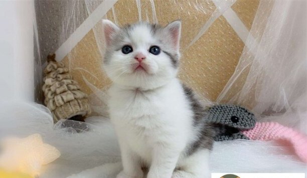 曼赤肯猫多少钱一只-曼赤肯猫优缺点