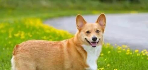 威尔斯柯基犬-卡迪根威尔士柯基智商 威尔斯柯基犬-卡迪根威尔士柯基智商