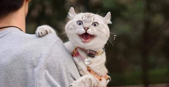 家里养猫好不好-养猫是好还是不好