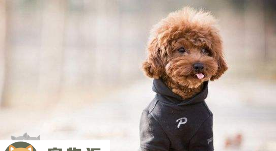 常见的伴侣犬有哪些-在家做伴侣犬该怎麼挑选