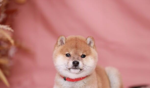 柴犬多少钱一只-白色柴犬和黄色柴犬谁更贵