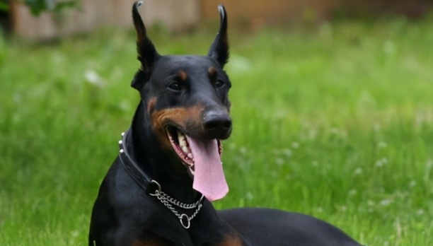 适合独居女生养的护卫犬-家庭护卫犬哪种最好