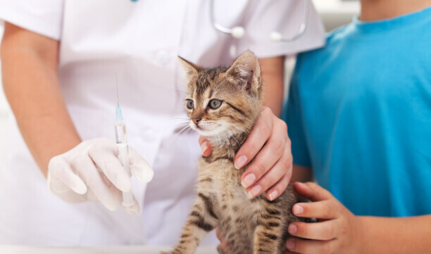 家里养猫好不好-养猫是好还是不好