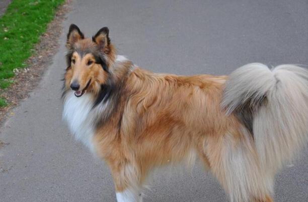 纯种苏格兰牧羊犬-苏格兰牧羊犬能活多少岁 纯种苏格兰牧羊犬-苏格兰牧羊犬能活多少岁