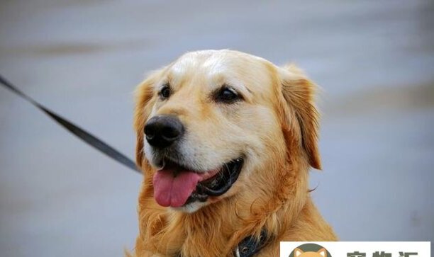 金毛犬小狗如何训练-金毛怎么训练 金毛犬小狗如何训练-金毛怎么训练