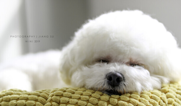 巴比熊犬-名字带巴的狗 巴比熊犬-名字带巴的狗
