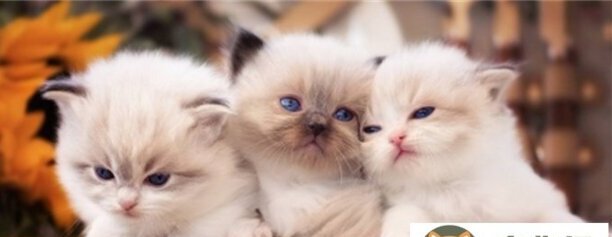 两只小猫可以一起养吗-猫狗能一起养吗