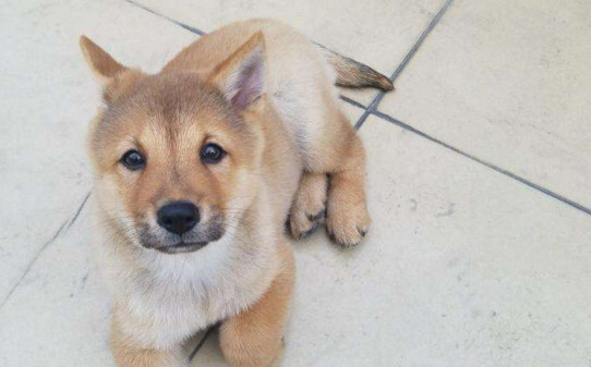 6个月的柴犬亲近人吗-柴犬是只认一个主人吗