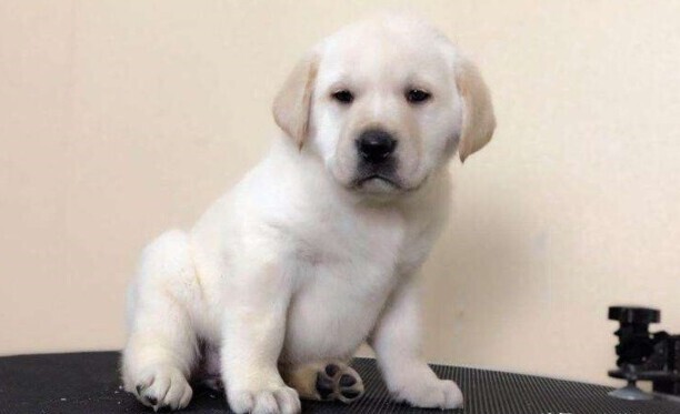 35天拉布拉多幼犬喂养小知识-拉布拉多几个月可以吃干狗粮 35天拉布拉多幼犬喂养小知识-拉布拉多几个月可以吃干狗粮