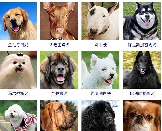 狗的种类有哪些-如何通过照片知道狗狗的品种和名字