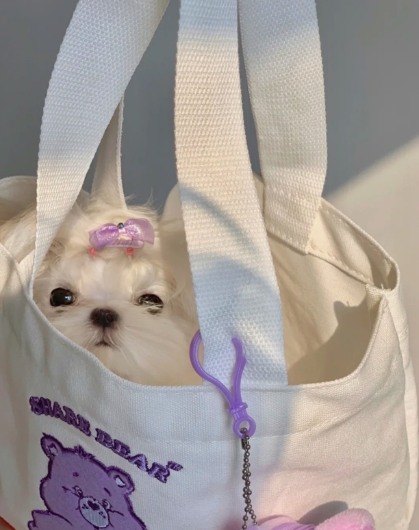 马尔济斯犬太难养了-马尔济斯和泰迪哪个好养