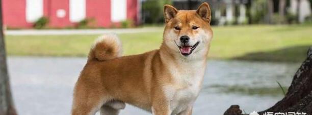 养只柴犬需要注意哪些方面-日本柴犬怎么样养