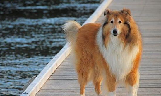 纯种苏格兰牧羊犬-苏格兰牧羊犬能活多少岁 纯种苏格兰牧羊犬-苏格兰牧羊犬能活多少岁