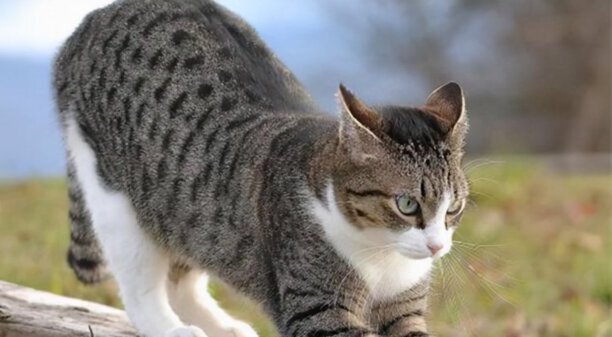 宠物猫的品种价格排行-口碑最好的宠物猫排行榜