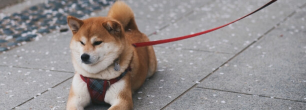 养柴犬的都是什么人-柴犬什么时候开始听话