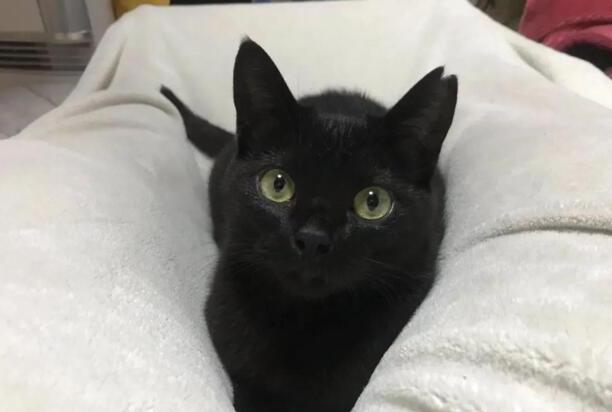 养猫千万不要养黑猫-纯黑猫为什么不建议养