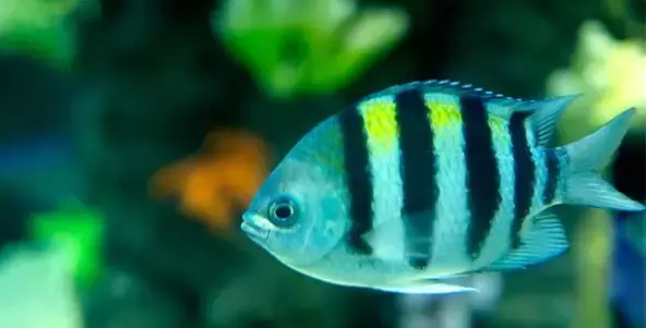 十大养不死的海水鱼-最便宜的海水鱼排行榜