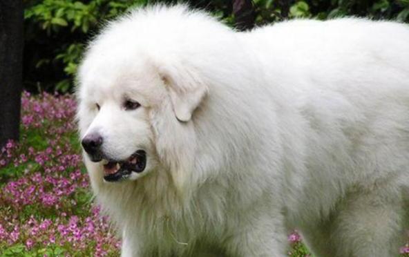 大白熊犬为什么禁养-大白熊怎么挑