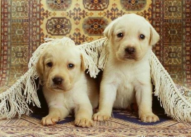 初次养狗养什么品种最合适-比熊犬养多久才认主人 初次养狗养什么品种最合适-比熊犬养多久才认主人