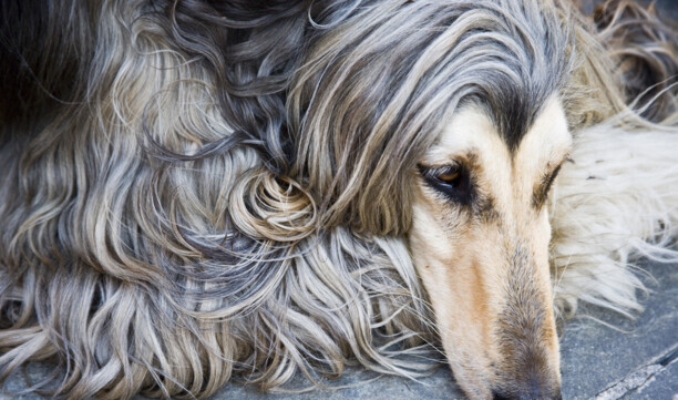 阿富汗犬为什么禁养-阿富汗犬什么地方禁养