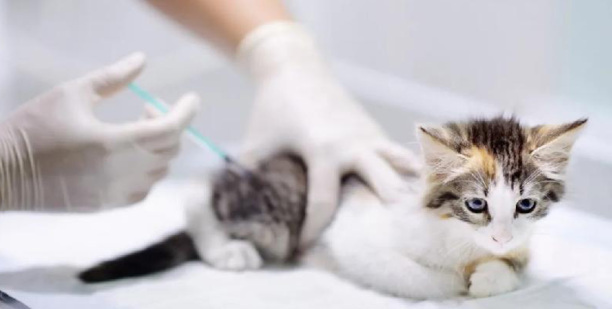 被猫抓了怎么判断没事-猫抓了手指上没出血会不会的狂犬病