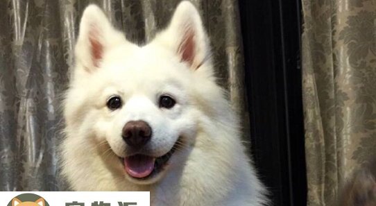 美国爱斯基摩犬的价格-爱斯基摩犬市场价在多少