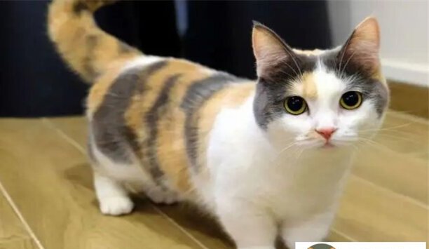 千万别养曼基康猫的原因是什么-曼基康为什么难饲养