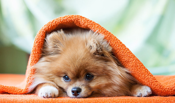 博美犬的寿命是多少年-博美犬的寿命一般是多长