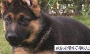 德牧幼犬如何看有多大-教你怎么养好德牧幼犬