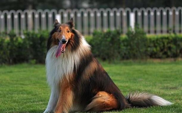 纯种苏格兰牧羊犬-苏格兰牧羊犬能活多少岁 纯种苏格兰牧羊犬-苏格兰牧羊犬能活多少岁