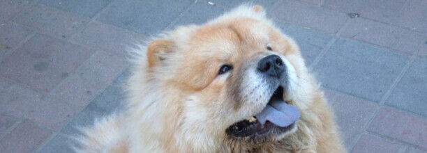 谁养过松狮犬好养吗-养松狮犬是什么感受