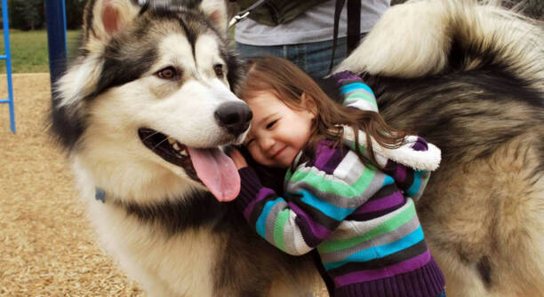 阿拉斯加犬性格-阿拉斯加犬性格特征