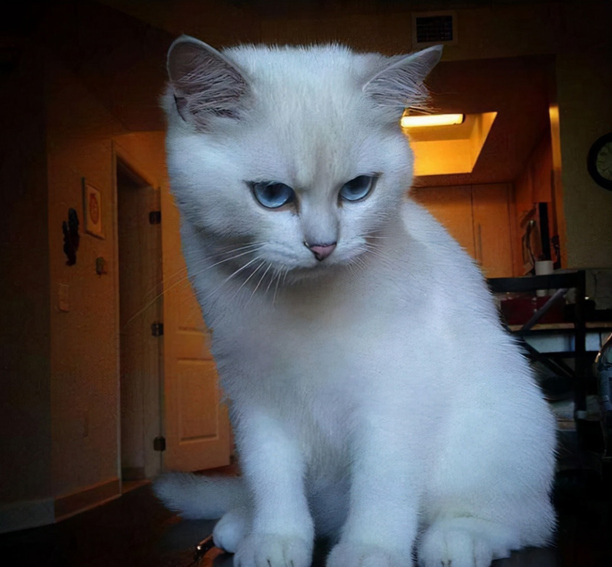 不能当着猫咪的面铲屎-铲猫屎能让猫看见吗