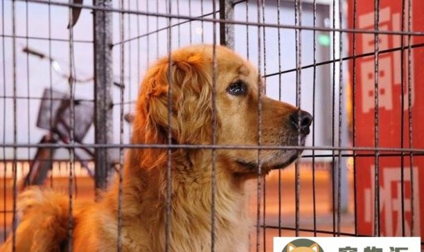 金毛犬小狗如何训练-金毛怎么训练 金毛犬小狗如何训练-金毛怎么训练