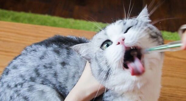家里养猫好不好-养猫是好还是不好