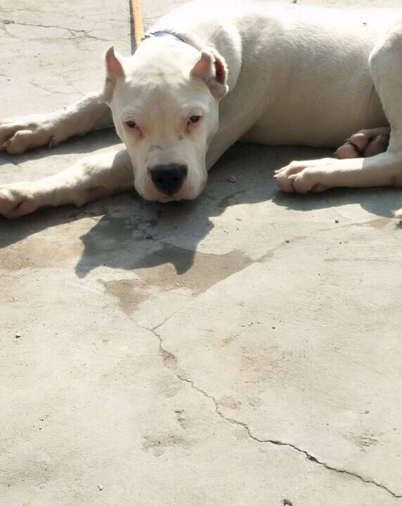 酷姿显摆的杜高犬看上去也别有一番情调、纯种杜高犬养殖基地