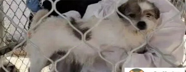 上海真正的宠物救助站是什么-上海救助站怎么进 上海真正的宠物救助站是什么-上海救助站怎么进
